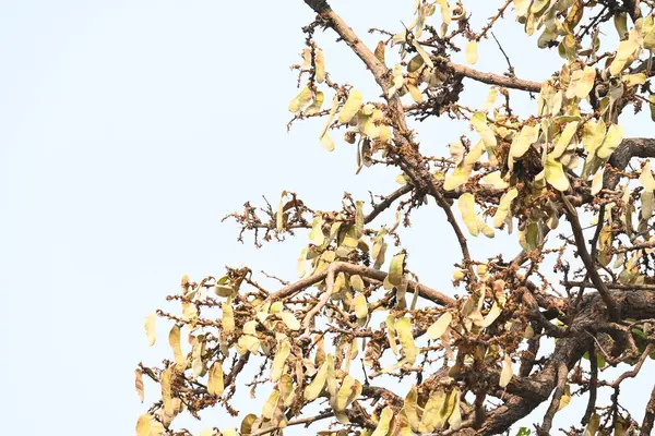 Ağaçta monosperma kozaları var. Buteanative 'in bir türüdür. Diğer adı ormanın alevi ve piç meşe ağacı.. 