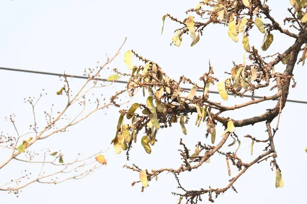 Ağaçta monosperma kozaları var. Buteanative 'in bir türüdür. Diğer adı ormanın alevi ve piç meşe ağacı.. 