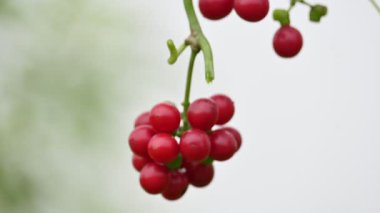 Tinospora Cordifolia 'nın olgun meyveleri. Yaygın adı Giloy, Guduchi ve kalp ay tohumu. Ayurvedain 'de çeşitli hastalıkları tedavi etmek için kullanıldı. Sarmaşıkta kırmızı meyveler.