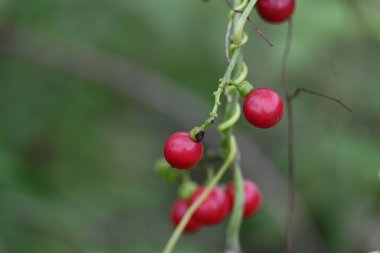 Tinospora Cordifolia 'nın olgun meyveleri. Yaygın adı Giloy, Guduchi ve kalp ay tohumu. Ayurvedain 'de çeşitli hastalıkları tedavi etmek için kullanıldı. Sarmaşıkta kırmızı meyveler.