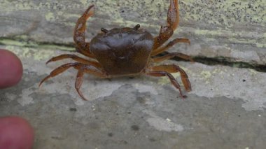 Barytelphusa cunicularis crab. It is a common species offreshwater crabfound inIndia. It is found in large quantities in rice fields during the monsoon season in India. Edible red crab.