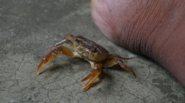 Barytelphusa cunicularis crab. It is a common species offreshwater crabfound inIndia. It is found in large quantities in rice fields during the monsoon season in India. Edible red crab.