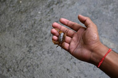 Barytelphusa cunicularis crab. It is a common species offreshwater crabfound inIndia. It is found in large quantities in rice fields during the monsoon season in India. Edible red crab.