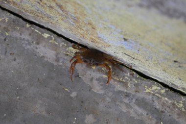 Barytelphusa cunicularis crab. It is a common species offreshwater crabfound inIndia. It is found in large quantities in rice fields during the monsoon season in India. Edible red crab.