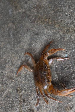 Barytelphusa cunicularis crab. It is a common species offreshwater crabfound inIndia. It is found in large quantities in rice fields during the monsoon season in India. Edible red crab.