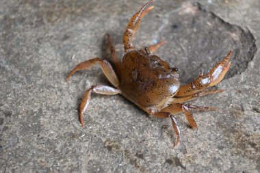 Barytelphusa cunicularis crab. It is a common species offreshwater crabfound inIndia. It is found in large quantities in rice fields during the monsoon season in India. Edible red crab.