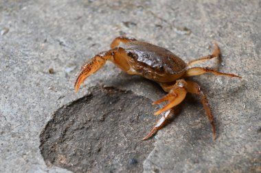 Barytelphusa cunicularis crab. It is a common species offreshwater crabfound inIndia. It is found in large quantities in rice fields during the monsoon season in India. Edible red crab.