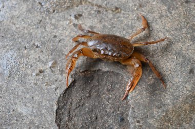 Barytelphusa cunicularis crab. It is a common species offreshwater crabfound inIndia. It is found in large quantities in rice fields during the monsoon season in India. Edible red crab.