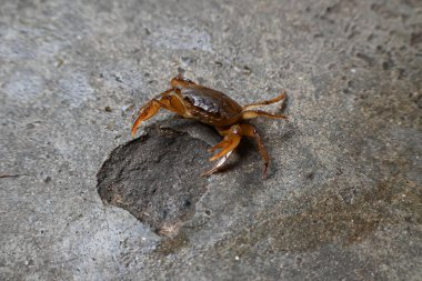 Barytelphusa cunicularis crab. It is a common species offreshwater crabfound inIndia. It is found in large quantities in rice fields during the monsoon season in India. Edible red crab.