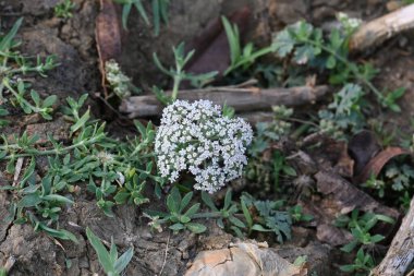 Indian Moon Carrot flower. Its common names Indian Stone Parsley, Vanayamam, Vanayamani and Seseli diffusum. It is used in many Ayurvedic medicines.