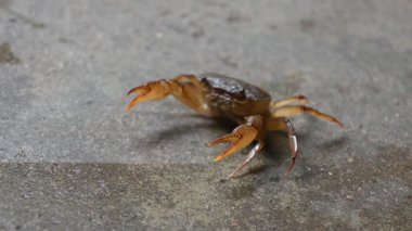Barytelphusa cunicularis crab. It is a common species offreshwater crabfound inIndia. It is found in large quantities in rice fields during the monsoon season in India. Edible red crab.