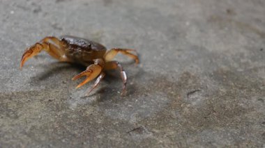 Barytelphusa cunicularis crab. It is a common species offreshwater crabfound inIndia. It is found in large quantities in rice fields during the monsoon season in India. Edible red crab.