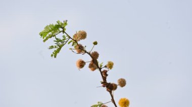 Vachellia nilotica çiçekleri. Diğer isimleri sakız Arap ağacı, babul, dikenli mimoza, Mısır akasyası ve dikenli akasya. Bu Fabaceae familyasından bir ağaç. Sarı Yaban Çiçeği. 