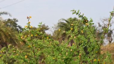 Vachellia nilotica çiçekleri. Diğer isimleri sakız Arap ağacı, babul, dikenli mimoza, Mısır akasyası ve dikenli akasya. Bu Fabaceae familyasından bir ağaç. Sarı Yaban Çiçeği. 