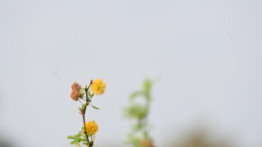 Vachellia nilotica çiçekleri. Diğer isimleri sakız Arap ağacı, babul, dikenli mimoza, Mısır akasyası ve dikenli akasya. Bu Fabaceae familyasından bir ağaç. Sarı Yaban Çiçeği. 