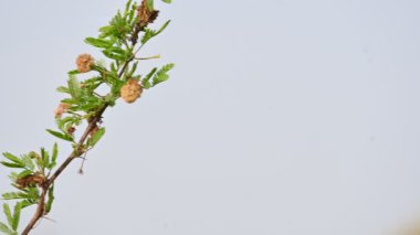 Vachellia nilotica çiçekleri. Diğer isimleri sakız Arap ağacı, babul, dikenli mimoza, Mısır akasyası ve dikenli akasya. Bu Fabaceae familyasından bir ağaç. Sarı Yaban Çiçeği. 