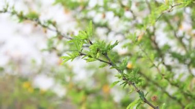 Vachellia nilotica ağacı. Diğer isimleri sakız Arap ağacı, babul, dikenli mimoza, Mısır akasyası ve dikenli akasya. Bu Fabaceae familyasından bir ağaç..