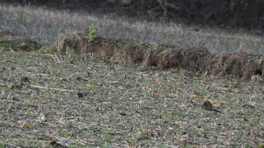 Küçük kuşlar tarladaki tahılları gagalıyorlar. Bir kuş sürüsü tarlada tahıl yiyor. Yavaş çekim videosu. 