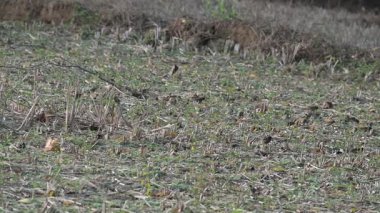 Küçük kuşlar tarladaki tahılları gagalıyorlar. Bir kuş sürüsü tarlada tahıl yiyor. Yavaş çekim videosu. 