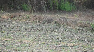 Küçük kuşlar tarladaki tahılları gagalıyorlar. Bir kuş sürüsü tarlada tahıl yiyor. Yavaş çekim videosu. 
