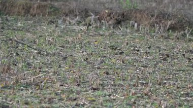 Küçük kuşlar tarladaki tahılları gagalıyorlar. Bir kuş sürüsü tarlada tahıl yiyor. Yavaş çekim videosu. 