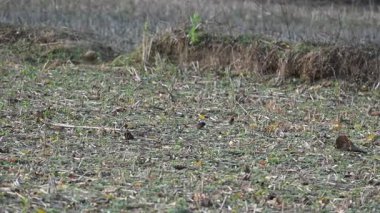 Küçük kuşlar tarladaki tahılları gagalıyorlar. Bir kuş sürüsü tarlada tahıl yiyor. Yavaş çekim videosu. 