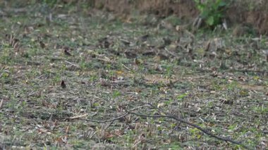 Küçük kuşlar tarladaki tahılları gagalıyorlar. Bir kuş sürüsü tarlada tahıl yiyor. Yavaş çekim videosu. 
