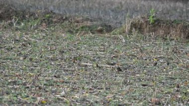 Küçük kuşlar tarladaki tahılları gagalıyorlar. Bir kuş sürüsü tarlada tahıl yiyor. Yavaş çekim videosu. 