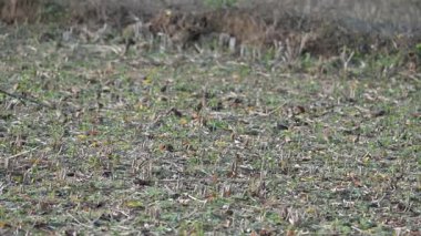 Küçük kuşlar tarladaki tahılları gagalıyorlar. Bir kuş sürüsü tarlada tahıl yiyor. Yavaş çekim videosu. 