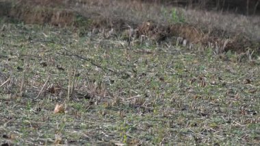 Küçük kuşlar tarladaki tahılları gagalıyorlar. Bir kuş sürüsü tarlada tahıl yiyor. Yavaş çekim videosu. 