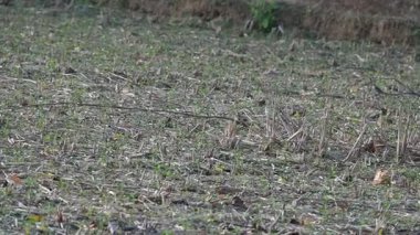 Küçük kuşlar tarladaki tahılları gagalıyorlar. Bir kuş sürüsü tarlada tahıl yiyor. Yavaş çekim videosu. 