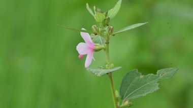Urena lobata flower. Its common names Caesarweed and Congo jute. Itis a tender perennial, variable, erect, ascendantshrub. Pink flower flower in nature background. 