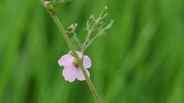 Urena lobata flower. Its common names Caesarweed and Congo jute. Itis a tender perennial, variable, erect, ascendantshrub. Pink flower flower in nature background. 