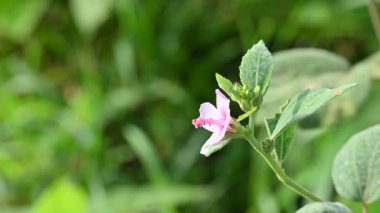 Urena lobata flower. Its common names Caesarweed and Congo jute. Itis a tender perennial, variable, erect, ascendantshrub. Pink flower flower in nature background. 