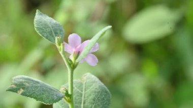 Urena lobata flower. Its common names Caesarweed and Congo jute. Itis a tender perennial, variable, erect, ascendantshrub. Pink flower flower in nature background. 