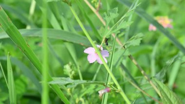 Urena lobata flower. Its common names Caesarweed and Congo jute. Itis a tender perennial, variable, erect, ascendantshrub. Pink flower flower in nature background. 
