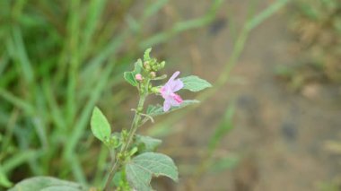 Urena lobata flower. Its common names Caesarweed and Congo jute. Itis a tender perennial, variable, erect, ascendantshrub. Pink flower flower in nature background. 