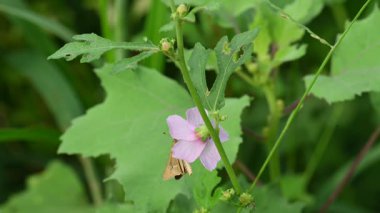 Urena lobata flower. Its common names Caesarweed and Congo jute. Itis a tender perennial, variable, erect, ascendantshrub. Pink flower flower in nature background. 