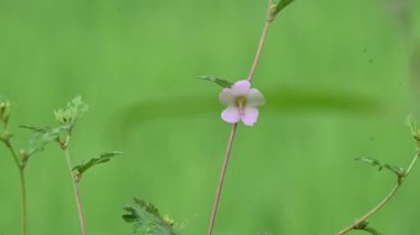 Urena lobata flower. Its common names Caesarweed and Congo jute. Itis a tender perennial, variable, erect, ascendantshrub. Pink flower flower in nature background. 