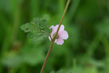 Urena lobata flower. Its common names Caesarweed and Congo jute. Itis a tender perennial, variable, erect, ascendantshrub. Pink flower flower in nature background. 