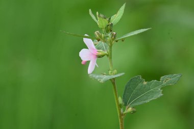 Urena lobata flower. Its common names Caesarweed and Congo jute. Itis a tender perennial, variable, erect, ascendantshrub. Pink flower flower in nature background. 