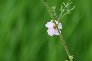 Urena lobata flower. Its common names Caesarweed and Congo jute. Itis a tender perennial, variable, erect, ascendantshrub. Pink flower flower in nature background. 