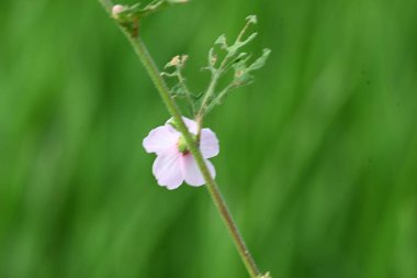 Urena lobata flower. Its common names Caesarweed and Congo jute. Itis a tender perennial, variable, erect, ascendantshrub. Pink flower flower in nature background. 