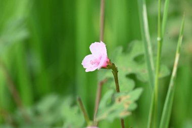 Urena lobata flower. Its common names Caesarweed and Congo jute. Itis a tender perennial, variable, erect, ascendantshrub. Pink flower flower in nature background. 