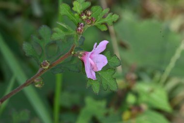 Urena lobata flower. Its common names Caesarweed and Congo jute. Itis a tender perennial, variable, erect, ascendantshrub. Pink flower flower in nature background. 