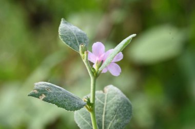 Urena lobata flower. Its common names Caesarweed and Congo jute. Itis a tender perennial, variable, erect, ascendantshrub. Pink flower flower in nature background. 