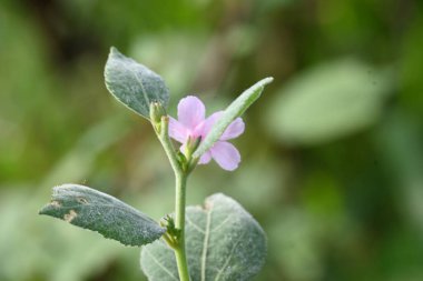 Urena lobata flower. Its common names Caesarweed and Congo jute. Itis a tender perennial, variable, erect, ascendantshrub. Pink flower flower in nature background. 