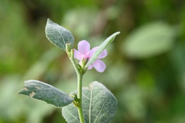 Urena lobata flower. Its common names Caesarweed and Congo jute. Itis a tender perennial, variable, erect, ascendantshrub. Pink flower flower in nature background. 