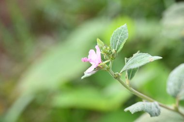 Urena lobata flower. Its common names Caesarweed and Congo jute. Itis a tender perennial, variable, erect, ascendantshrub. Pink flower flower in nature background. 
