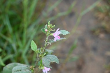 Urena lobata flower. Its common names Caesarweed and Congo jute. Itis a tender perennial, variable, erect, ascendantshrub. Pink flower flower in nature background. 